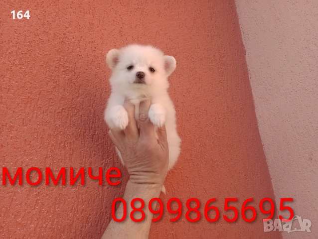 Мини Шпиц - Померан. Мъжки и женски кученца. Снимки от 08.03.26 г. , снимка 9 - Померан - 53761327