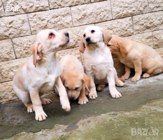 Лабрадор ретривър , снимка 5 - Лабрадор ретривър - 53053991