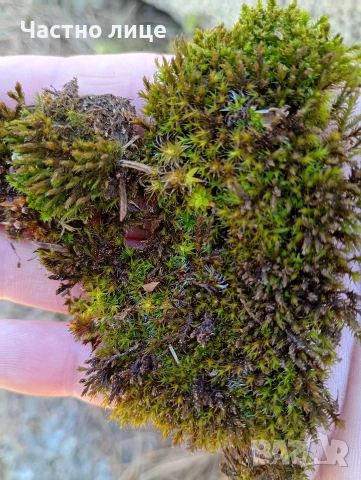Натурален горски мъх за декорация , снимка 5 - Декорация за дома - 54095481
