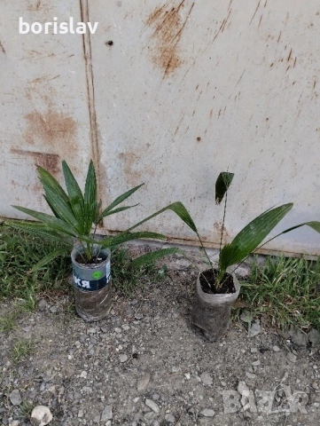 Студоустойчиви палми Трахикарпус