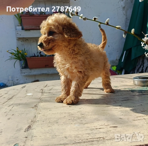 Кавапу(той пудел ,кавалер Кинг Чарлз шпаньол), снимка 2 - Пудели - 53769854