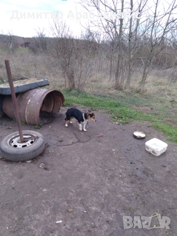 Подарявам малки кученца!, снимка 5 - Други - 53638524