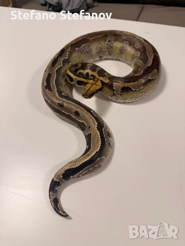 късоопашат питон, снимка 3 - Змии - 52619628