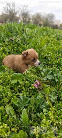 Чихуахуа,женско ,обезпаразитено вътрешно и външно , снимка 4 - Чихуахуа - 54149304