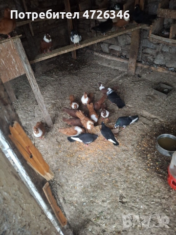 Гълъби чирпански, снимка 2 - Гълъби - 53323507