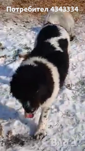 Българско овчарско куче БОК, снимка 2 - Други - 53609882