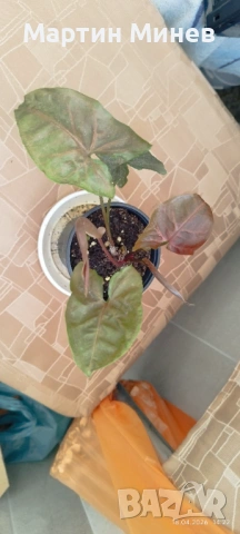 Сингониум (Syngonium) «Maria Allusion» 