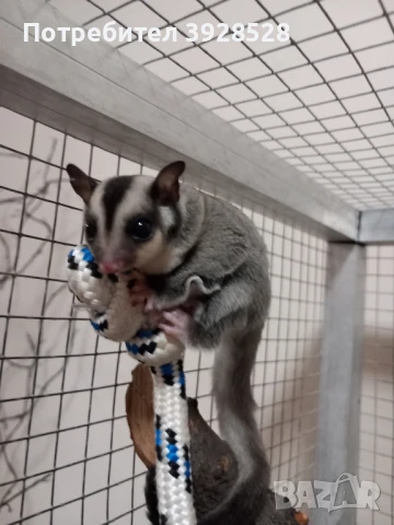 Захарна катеричка , снимка 1