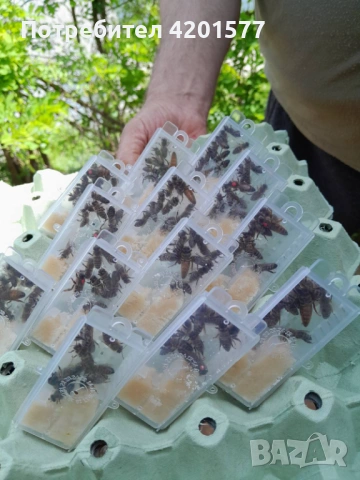 Продавам отводки и пчелни майки сезон 2026 г., снимка 4 - За пчели - 49775838