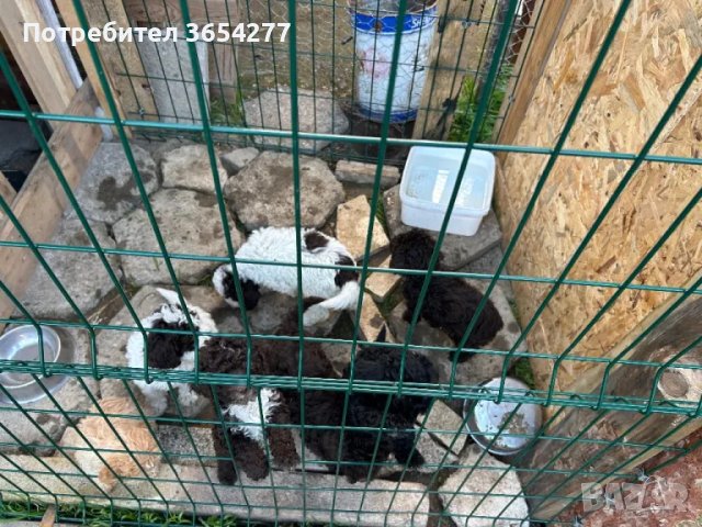 Бебета Лагото чистокръвни, снимка 10 - Други - 49101088