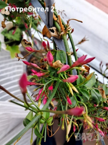 Ароматен розов жасмин, снимка 3 - Стайни растения - 54216836