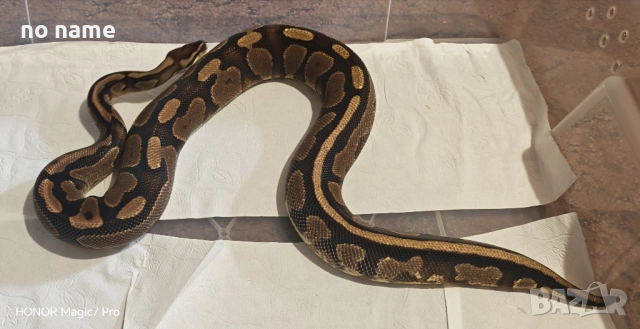 Кралски питони , снимка 5 - Змии - 51879446