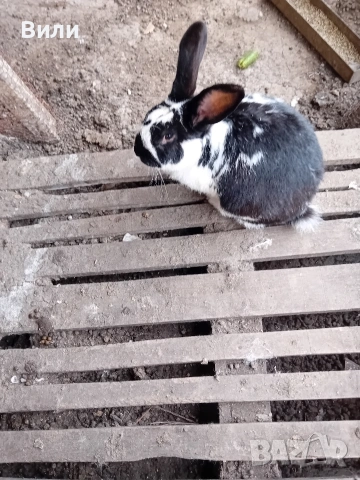 продавам зайци