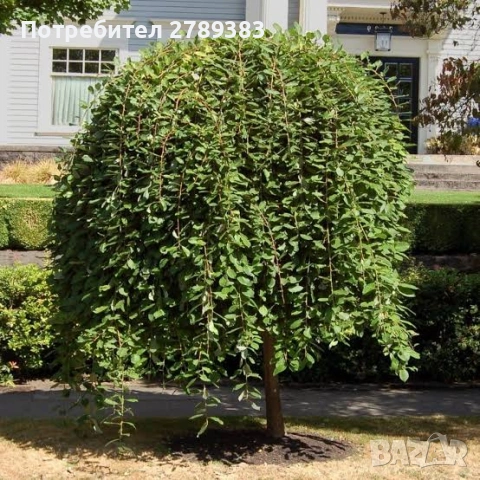 Плачеща върба Salix caprea kilmarnock, снимка 2 - Градински цветя и растения - 53902313