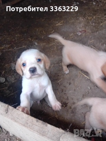 Продавам кокерчета 