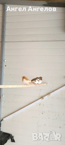 японски амадини , снимка 4 - Амадини - 53339144