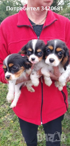 Кавалер кинг чарлз шпаньол 