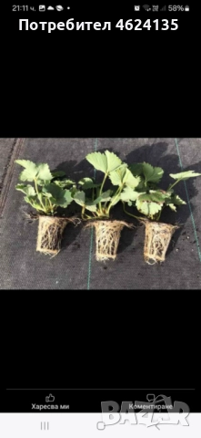 Продавам разсад ягоди, снимка 5 - Сортови семена и луковици - 52068496