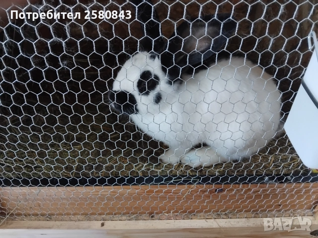 Зайци немска пеперуда чисти, снимка 9 - Други - 54154671