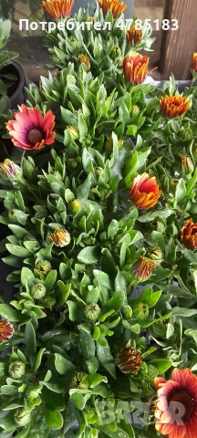 Остиуспермум Африканска Маргаритка 