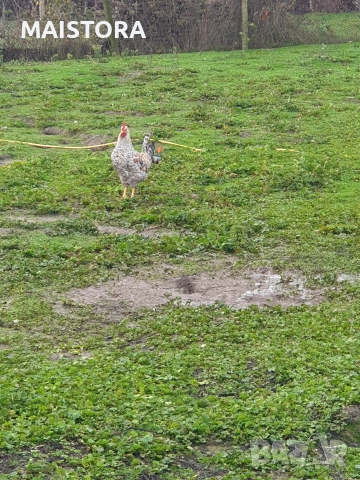 петли , снимка 4 - Кокошки и пуйки - 52877715