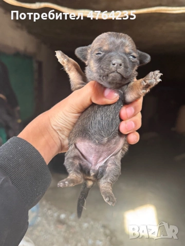 Смеска между пинчер и Чихуахуа , снимка 2 - Пинчер - 53826303