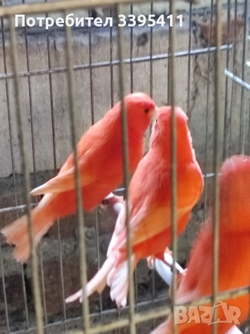 Продавам цветни канари, снимка 12 - Канари - 52188924