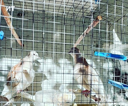 Продавам гургулици скумрийки ( скумурутки ), снимка 2 - други­ - 52247019