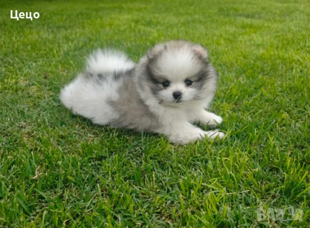 Померан момче, снимка 1