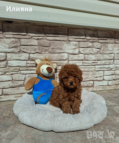 Пудел той момче