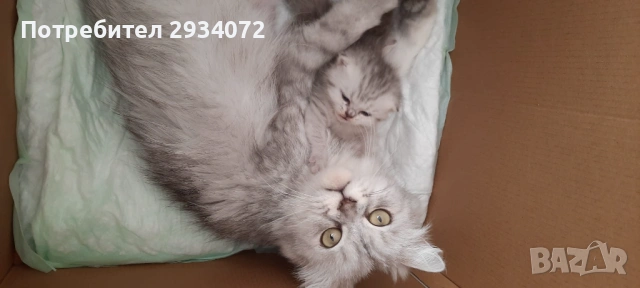 Малка женска британска сребърна чинчила си търси своите стопани, снимка 10 - Британска късокосместа - 53420284