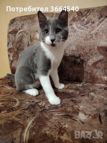 Полупородисто мъжко коте, снимка 2 - Други - 52972169