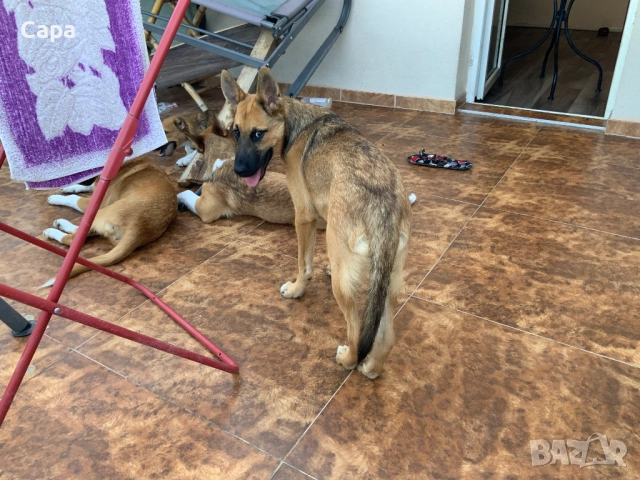 Белгийски овчарки мъжка и женска,на 12 месеца/0882028884, снимка 2 - Немска овчарка - 51860043