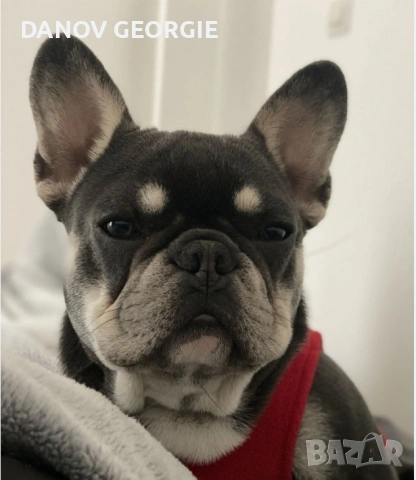 Френски булдог-кученца, снимка 9 - За кучета - 53227094