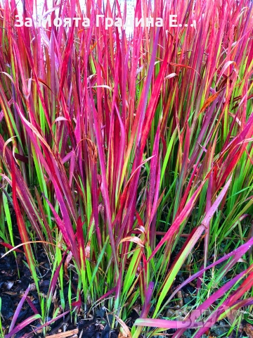 Императа , снимка 8 - Градински цветя и растения - 54020275