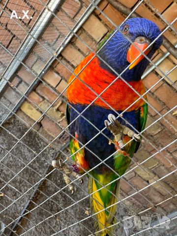 Чифт многоцветни лори само размяна за други папагали, снимка 3 - Папагали - 46383793