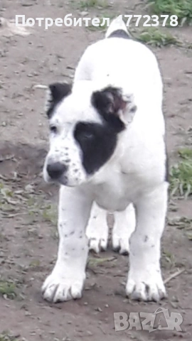 Кучета алабай