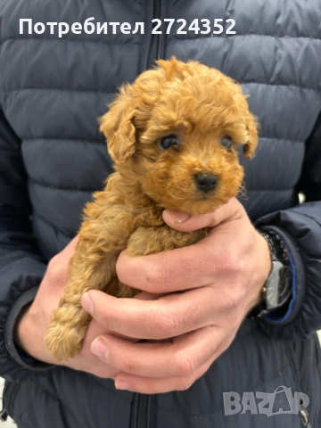 Той Пудел Ред Априкот, снимка 10 - Пудели - 53471351