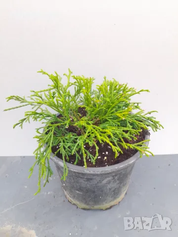 Лъжекипарис “Filifera Nana”, снимка 7 - Градински цветя и растения - 50106863