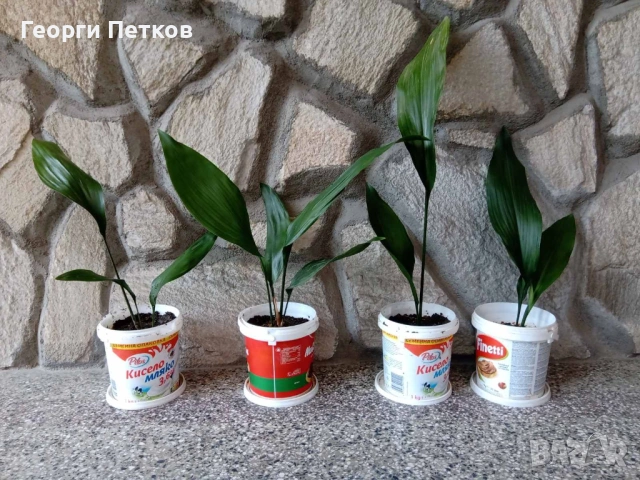 Семейно щастие (Аспидистра) - 7 €/бр.