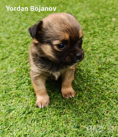 Чихуахуа, снимка 2 - Чихуахуа - 53926728