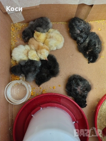 Продавам малки пиленца 