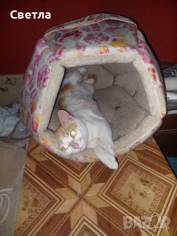 Търся дом за мъжко коте