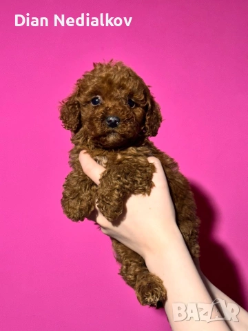 Той пудел родословни