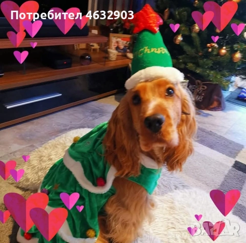 кокер шпаньол момче родословен баща , снимка 4 - Кокер шпаньол - 52776611