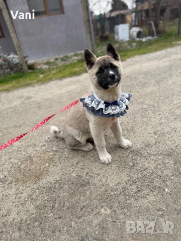 Американска акита , снимка 4 - Акита - 52944490