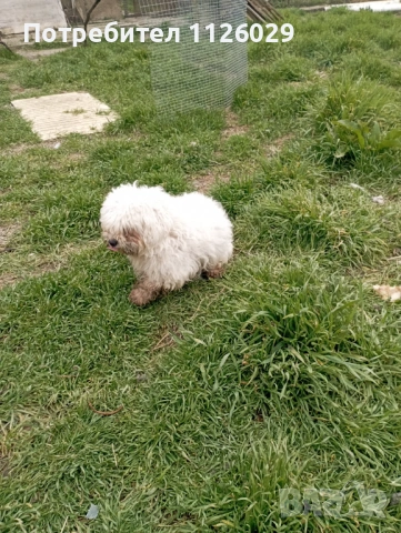 Малтийски болонки женски, снимка 3 - Болонка - 53719014