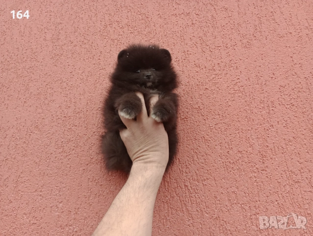 Мъжко Померанче. Реални снимки от 01.02.26 г., снимка 3 - Померан - 53228313