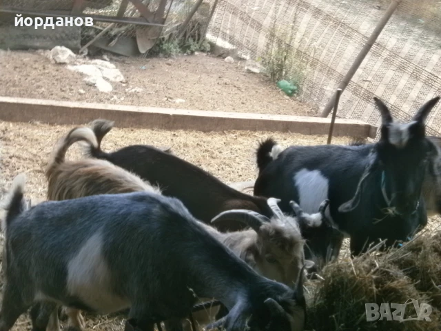 ярета, снимка 1