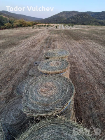 Сено, снимка 2 - Крави - 51362711